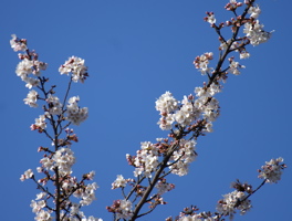 桜2006 Part 2