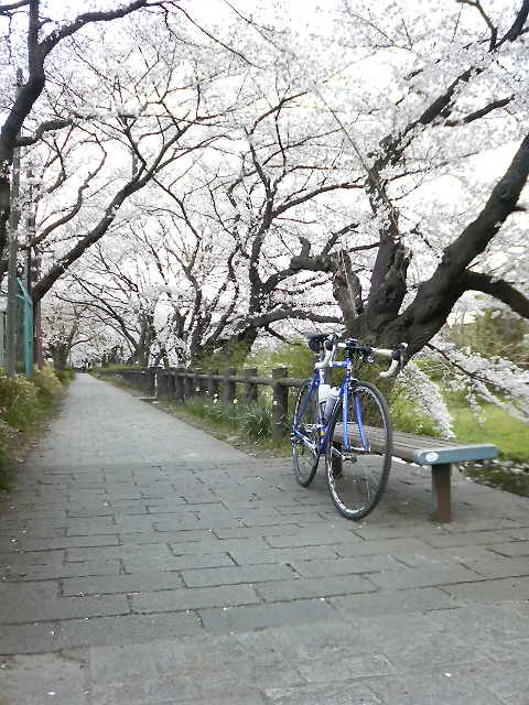 立川桜