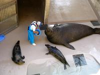 新江ノ島水族館　ミナミゾウアザラシ「みなぞう」とゴマフアザラシ