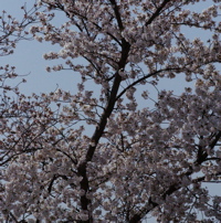 桜2006