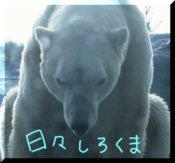 日々しろくま