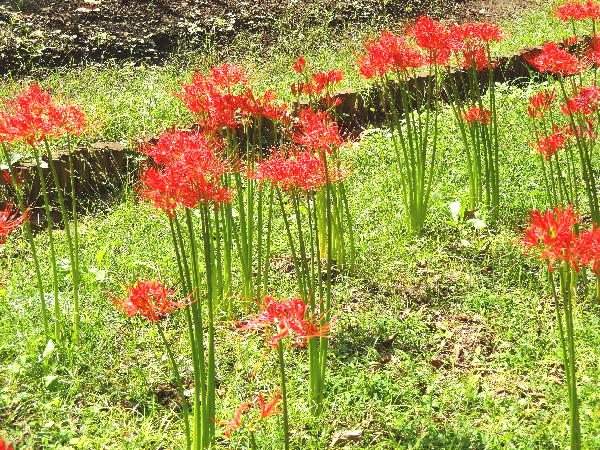 九十九里浜サイクリング 九十九里浜サイクリング